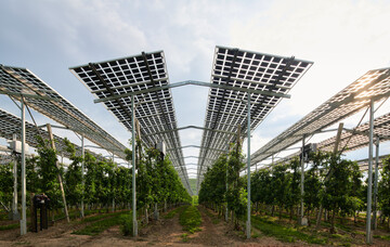 Hoch aufgestnderte Agri-PV-Anlagen versprechen besondere Synergien, sind aber auch teurer in der Konstruktion.