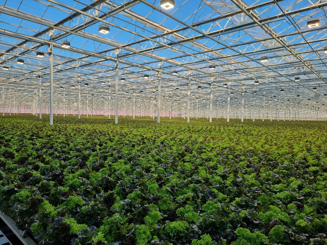 Das Gewchshaus in Buchs mit der Hydrosalat-Produktion. Das erste Gewchshaus des Betriebes wurde 1968 in Betrieb genommen.