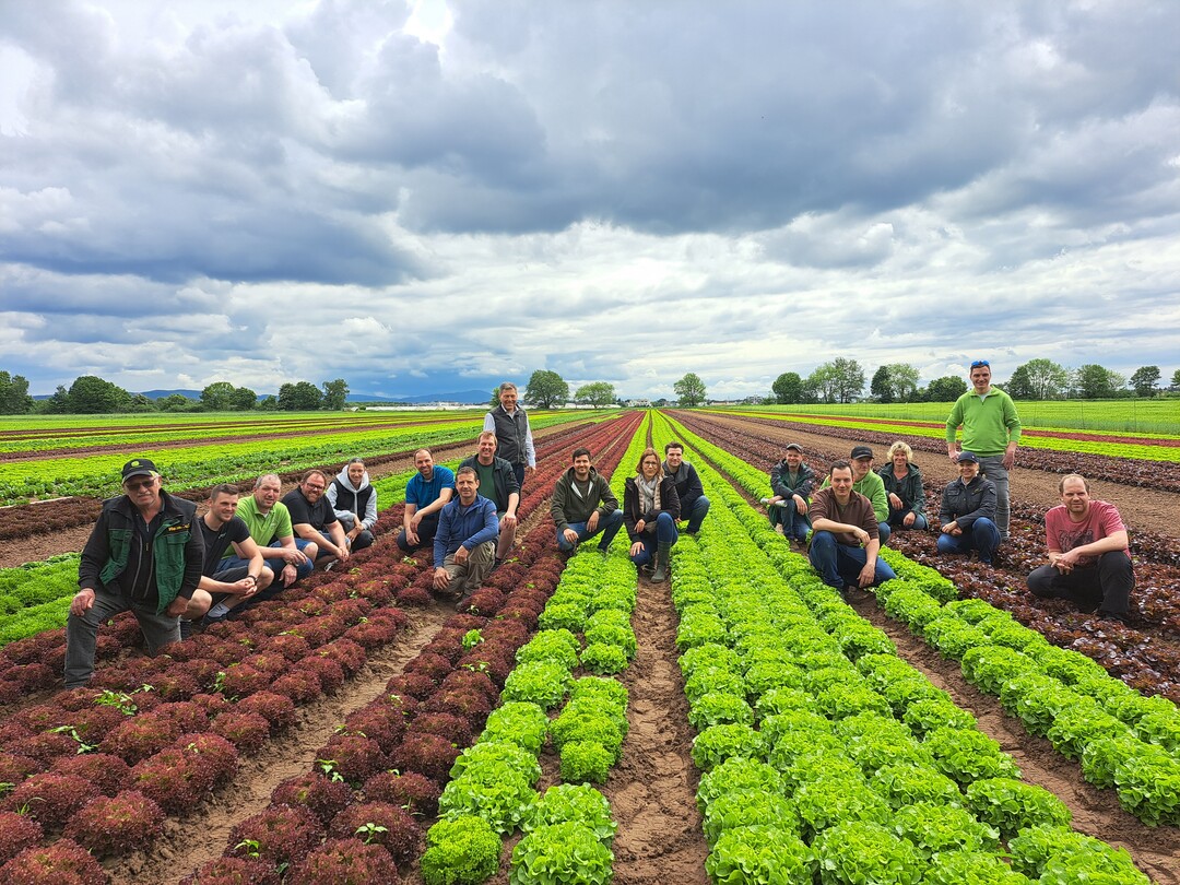 Die Salat-Saisoneröffnung der südhessischen Landwirte ist Anfang Mai zum ersten Mal zelebriert worden.