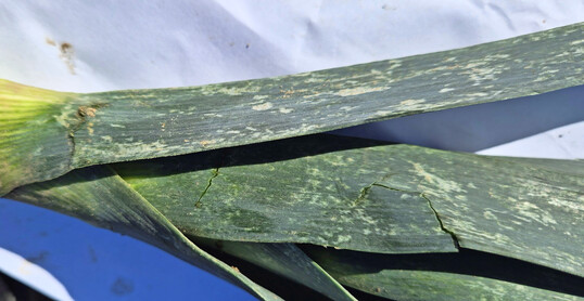 Die Saugschäden von Thripsen führen zu silbrigen Verfärbungen.