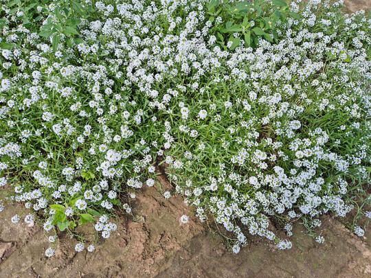 Die zahlreichen Blüten von
<i>Lobularia </i>
locken Nützlinge an und sorgen mit ihrem wertvollen Pollen und Nektar für deren Vermehrung.