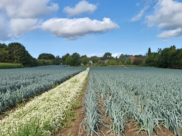 Bl�hstreifen mit Steinkraut �ber die ganze L�nge des Porreefeldes dienen als ��kologische Tankstelle� f�r N�tzlinge.