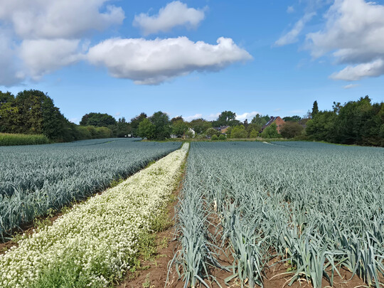 Blühstreifen mit Steinkraut über die ganze Länge des Porreefeldes dienen als „ökologische Tankstelle“ für Nützlinge.