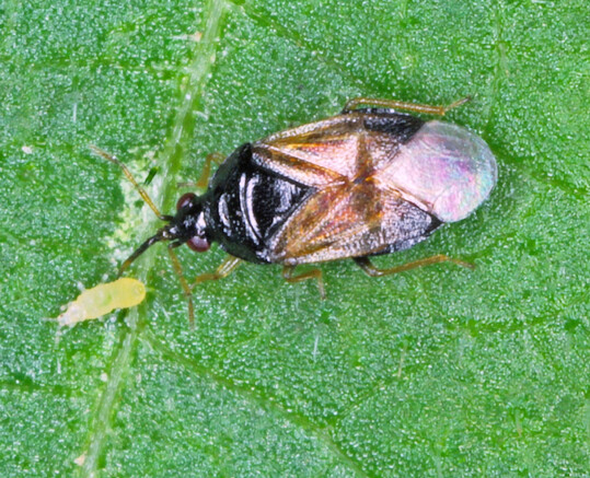 Eine erwachsene
<i>Orius</i>
-Raubwanze frisst eine Thrips-Larve.