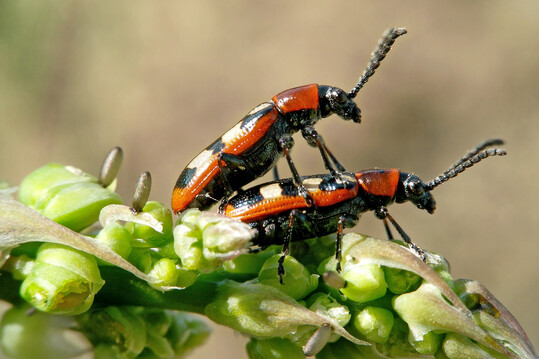 Spargelh�hnchen bei der Paarung. Im Bild zu sehen sind auch Fra�sch�den an den Bl�ten und die typisch aufrecht platzierten Eier des Sch�dlings.