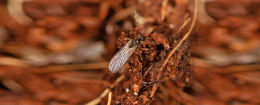 Adulte Trauerm�cke auf der Suche nach einem geeigneten Eiablageplatz im Substrat.