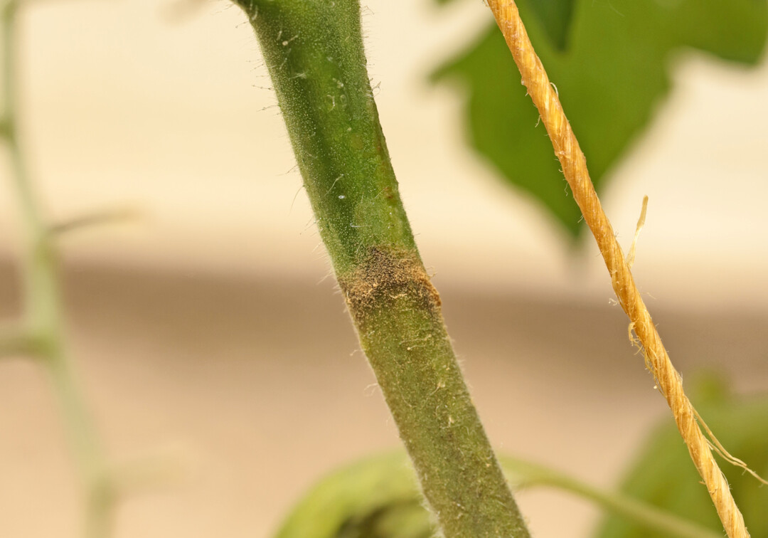 Tomatenst�ngel mit aufgestrichener Micula-Barriere. Unterhalb der Barriere sieht man die rostbraune Verf�rbung des St�ngels durch den Befall, w�hrend der St�ngel oberhalb der Barriere noch vollkommen gr�n und ohne Befall ist. 