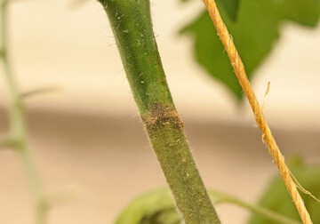Tomatenst�ngel mit aufgestrichener Micula-Barriere. Unterhalb der Barriere sieht man die rostbraune Verf�rbung des St�ngels durch den Befall, w�hrend der St�ngel oberhalb der Barriere noch vollkommen gr�n und ohne Befall ist. 