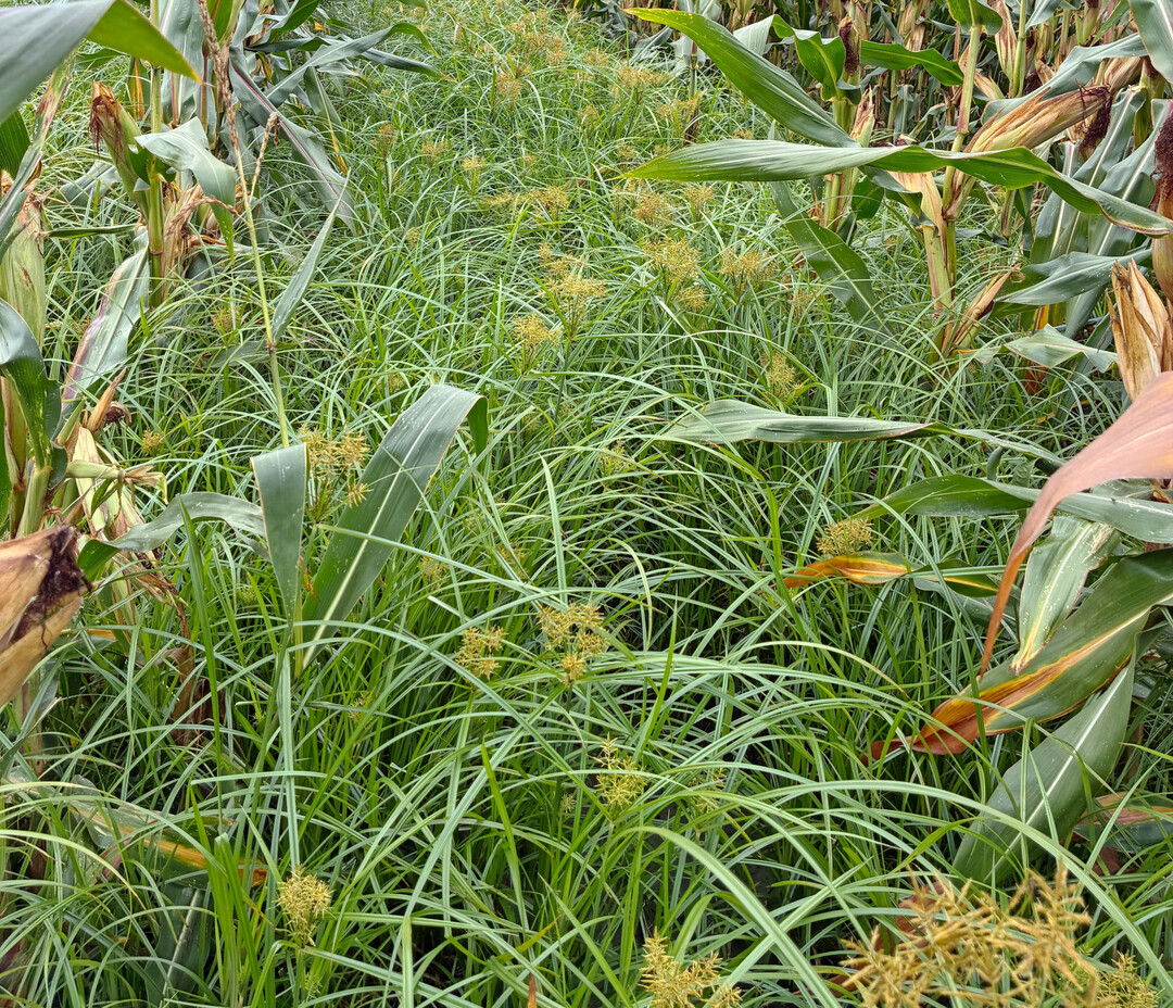 Das Erdmandelgras erobert zunehmend mehr Fl�che und wird so zu einem immer gr��eren Problem im Gem�se- und Ackerbau.