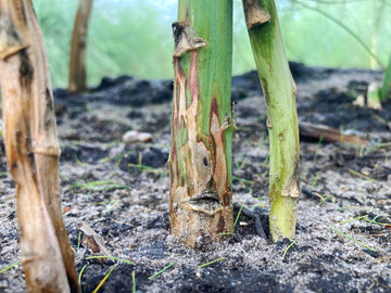 Sch�den durch Minierfra� der Spargelminierfliege.