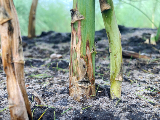 Sch�den durch Minierfra� der Spargelminierfliege.