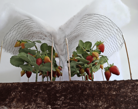 Neue abbaubare Agrarvliese f�r den Erdbeeranbau werden an der RWTH Aachen entwickelt.