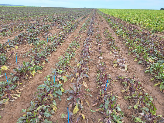 Reihenweise ges�te Rote-Bete-Sorten mit unterschiedlicher Auspr�gung der Schadsymptome am Laub.