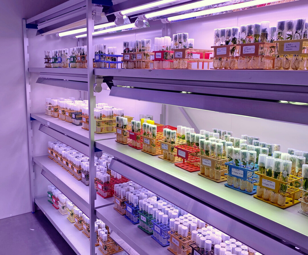 Elite: Hier lagern virusfreie Maniok-Pflanzen.