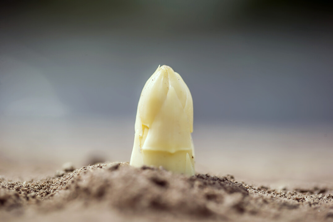 Beim 36. Spargeltag im November 2025 drehte sich wieder alles um das �Wei�e Gold�.