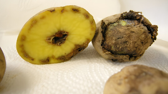 Die Bakterienwelke wird auch in der Schweiz zunehmend zum Problem.