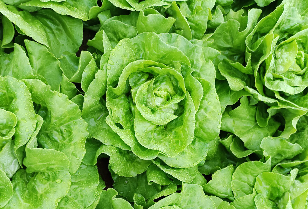 Pirimor G ist notfallmäßig gegen Blattläuse an Salaten im Gewächshaus zugelassen.