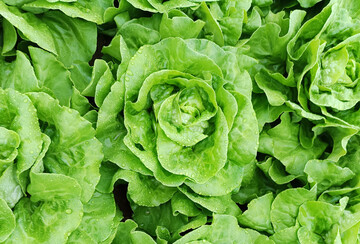 Pirimor G ist notfallmäßig gegen Blattläuse an Salaten im Gewächshaus zugelassen.