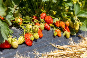Movento SC 100 wurde notfallmäßig gegen Erdbeermilben an Erdbeeren zugelassen.