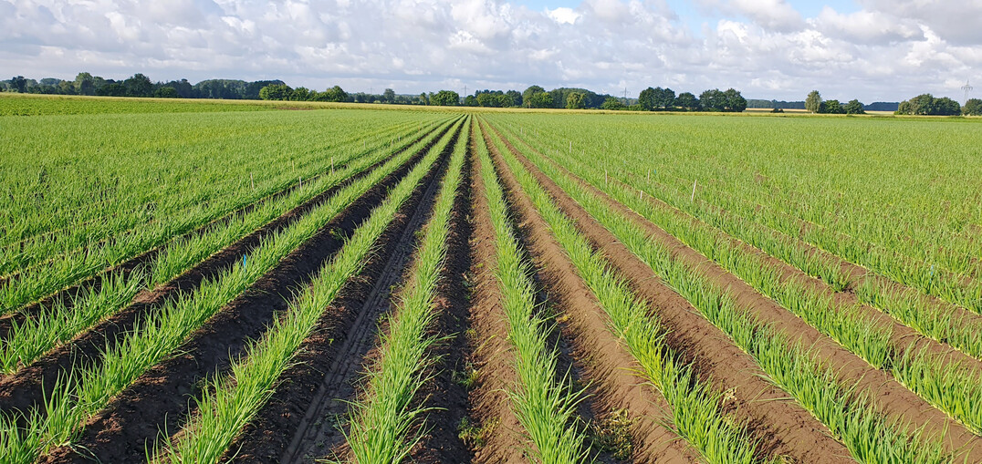 Der Zwiebelbestand am 13. Juni 2024, wenige Wochen nach der Behandlung mit Humins�ure.