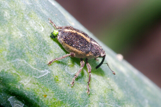 Der Zwiebelr�ssler (
<i>Ceutorhynchus suturalis</i>
) sorgt vermehrt f�r Sch�den im Zwiebelanbau.