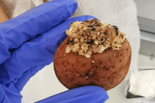 Kartoffelknolle mit der für Kartoffelkrebs typischen blumenkohlartigen Wucherung