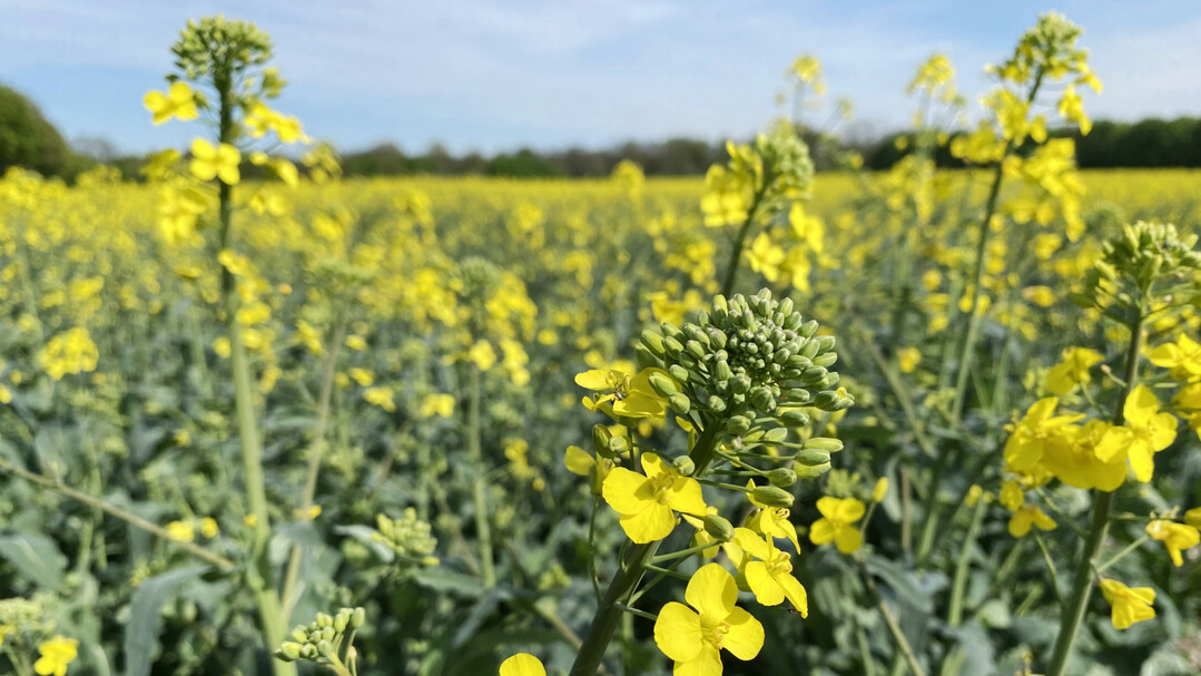 Forschende der TUM haben eine Bakteriengattung als mögliches „Probiotikum“ für Pflanzen identifiziert und ihre Versuche bereits an Raps durchgeführt.