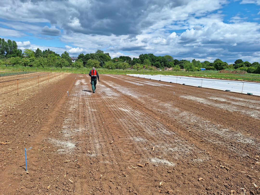 Die Versuchsfl�chen werden seit 2018 nach den Empfehlungen vier verschiedener Bodenanalysemethoden ged�ngt.