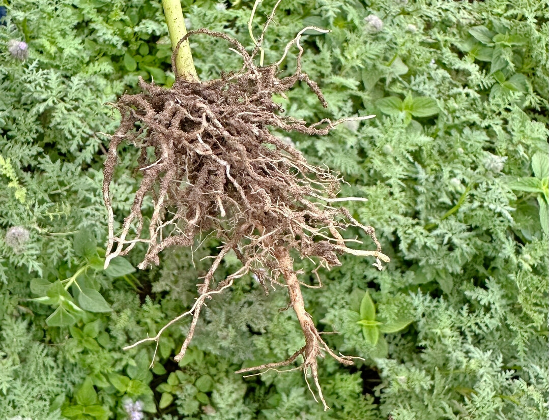 Die Pflanzengenetik hat Einfluss auf die Ausbildung von Seitenwurzeln. Dieser Mechanismus könnte künftig dabei helfen, Düngemittel gezielter einzusetzen.