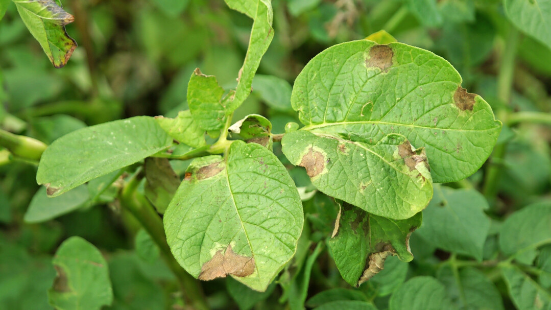 Die Kraut- und Knollenf�ule bei Kartoffeln wird in der Schweiz zunehmend zum Problem.