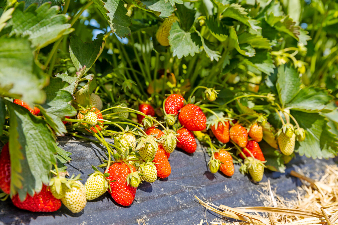 Auch für Beerenobst hat sich im Hinblick auf die Zulassungssituation von Pflanzenschutzmitteln einiges getan, wie das Online-Seminar Ende Februar zeigte.