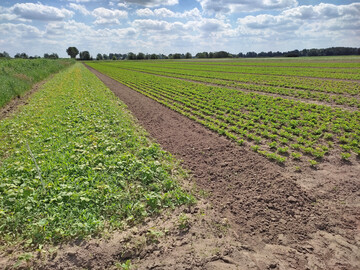 Bl�hstreifen erh�hen den Humusgehalt und f�rdern das Bodenleben.