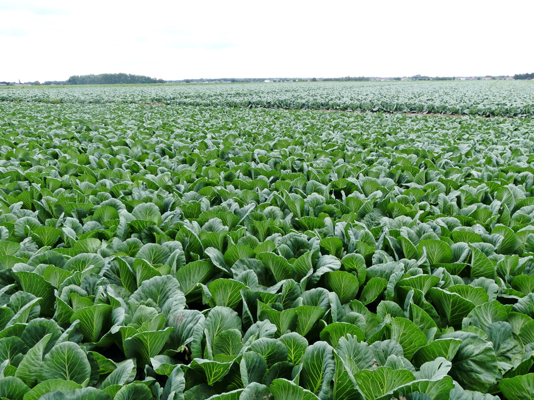 F�r den gro�fl�chigen und intensiven Gem�seanbau sind Ma�nahmen zum Erhalt des Bodenhumus erforderlich.