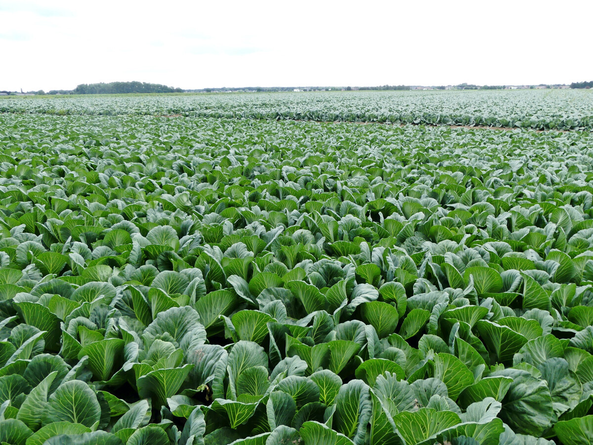Humus im Gemüseanbau: Aufbau & Erhalt für gesunde Böden