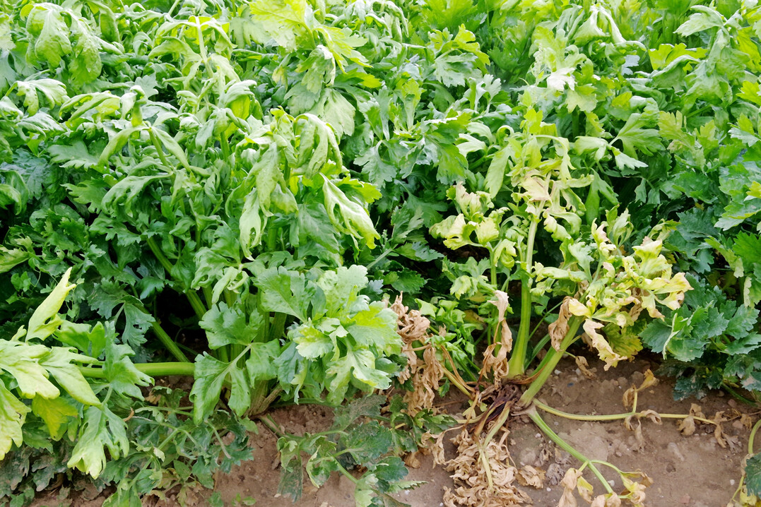 Blattdeformationen und Fäulnis an Staudensellerie, ausgelöst durch einen Befall mit
<i>Colletotrichum acutatum</i>
.