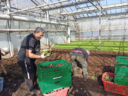 F�r effiziente Arbeitsabl�ufe sollten Mitarbeitende optimal geschult werden. Dabei ist auch zu definieren, welche Qualit�t das Erntegut haben muss. Gleichzeitig gilt es zu pr�fen, ob �berfl�ssige Lauf- und Greifwege beseitigt werden k�nnen.