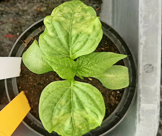 Blatt-Ringflecken-Symptom, verursacht durch das Tomato spotted wilt virus an Paprika.