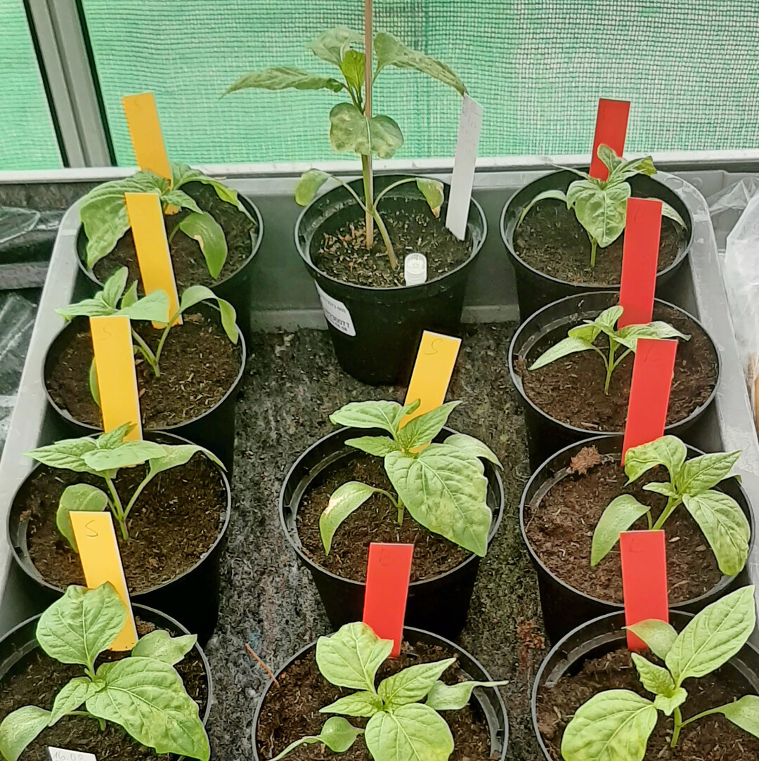 Biologischer Test zur Beurteilung des Potenzials resistenzbrechender St�mme des Tomato spotted wilt virus in Paprika-Genotypen.