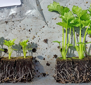 Besonders Sellerie machte 2025 in der Anzucht Probleme, wie diese Jungpflanzen aus der gleichen Partie kurz vor der Auslieferung zeigen.