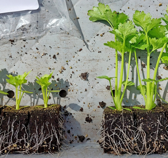 Besonders Sellerie machte 2025 in der Anzucht Probleme, wie diese Jungpflanzen aus der gleichen Partie kurz vor der Auslieferung zeigen.