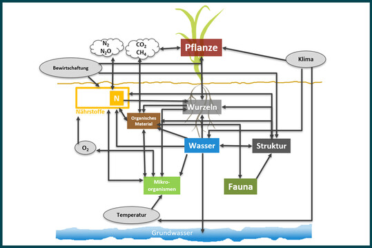 Schematische Darstellung des BODIUM-Modells mit Komponenten (farbige K�stchen), Prozessen und Wechselwirkungen (Pfeile) sowie externen Faktoren (graue Kreise) innerhalb jedes Bodens.