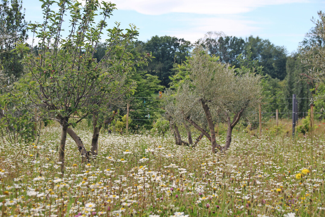 Oliven k�nnen in mittlerer Zukunft zu einer regul�ren Kultur in der fr�nkischen Landwirtschaft werden.