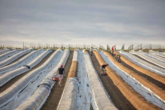 Die Laufgassen werden mit Bodenherbiziden freigehalten.