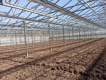 Besonders Unterglas-Betriebe sind von den rasant steigenden Energiekosten infolge des Iran-Kriegs betroffen.