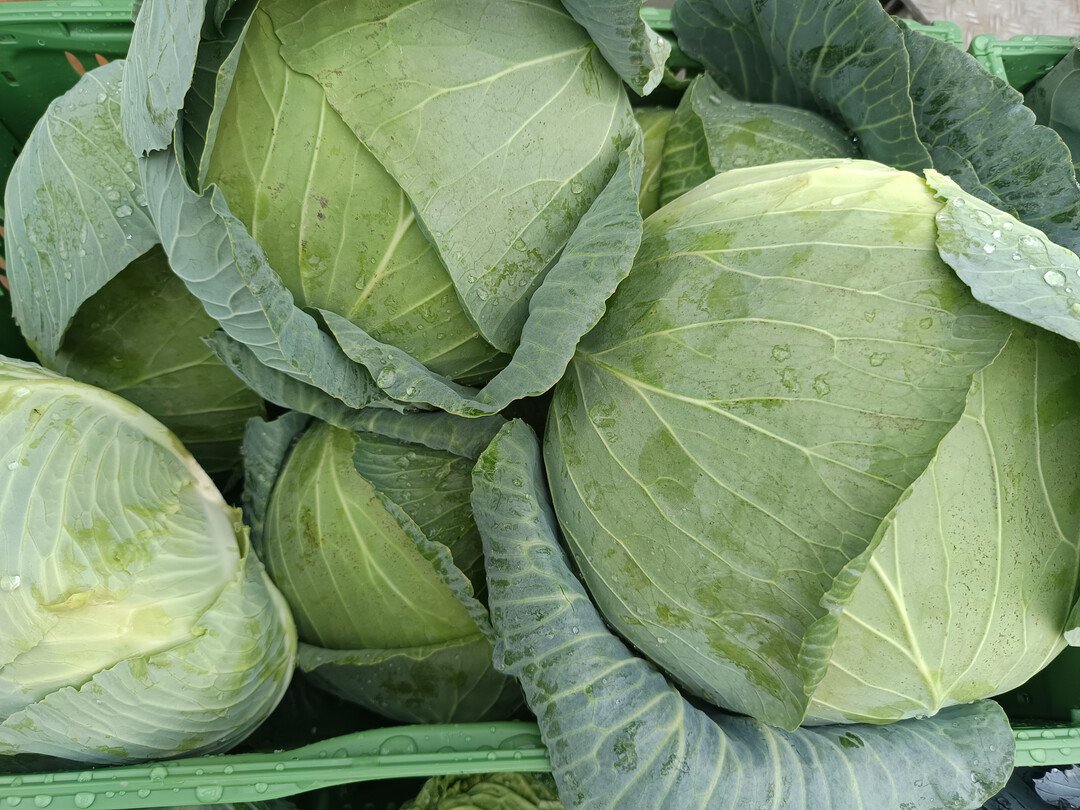 Die Ernte von Wei�- und Rotkohl lag 2025 deutlich �ber dem zehnj�hrigen Mittel.