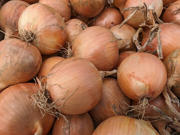 Die Anbaufläche von Speisezwiebeln blieb im vergangenen Jahr in Rheinland-Pfalz nahezu stabil.