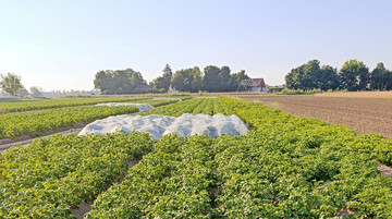 Einsatz des Kulturschutznetzes (1,3�נ1,3 mm) im vierfach wiederholten Kleinparzellen-Versuch des DLR Rheinland-Pfalz.
 
 