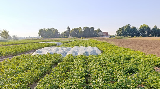 Einsatz des Kulturschutznetzes (1,3�נ1,3 mm) im vierfach wiederholten Kleinparzellen-Versuch des DLR Rheinland-Pfalz.
 
 