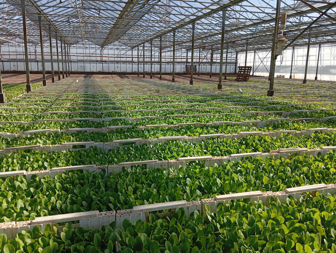 Besonders Unterglas-Betriebe sind von den rasant steigenden Energiekosten infolge des Iran-Kriegs betroffen.