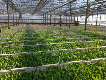 Besonders Unterglas-Betriebe sind von den rasant steigenden Energiekosten infolge des Iran-Kriegs betroffen.